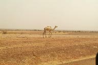 Camel in Sahel