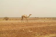 Camel Sahara