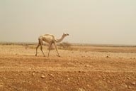 Single humped Camel.