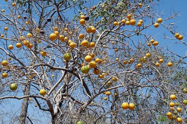 Dry oranges in la brousse, Sahel, Mali.