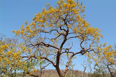 Yellow tree in dry Sahel, Mali.
