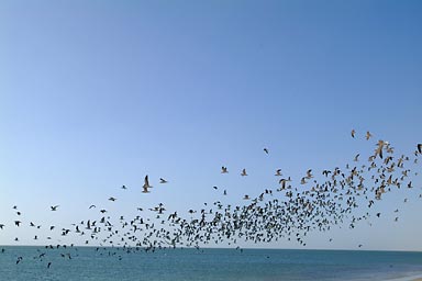 Birds go up as we drive through them