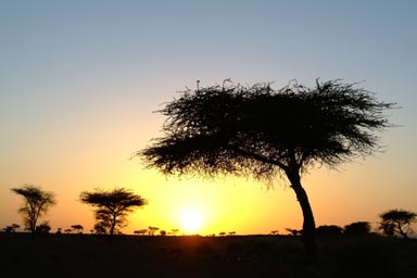 Evening trees sunset