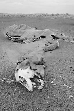 A dead dromedary, one that did not make it