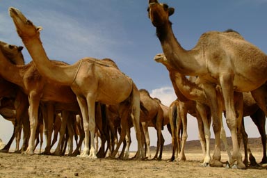 Camels 