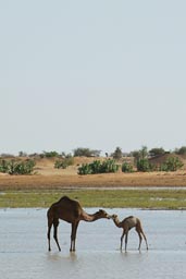 Camels Waterhole, Mauritania