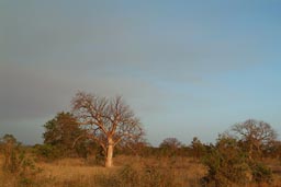 Diema Didiene, evening colours Sahel, Tree.