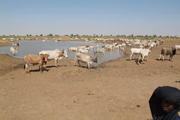 Cattle at Waterhole, Mauritania, Sahel