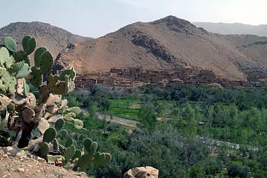 Village and cactus