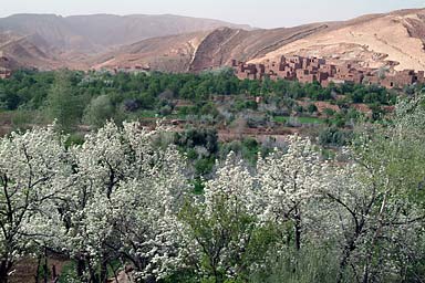 Spring in the oasis valley