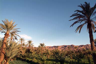 Palm Trees Draa Valley