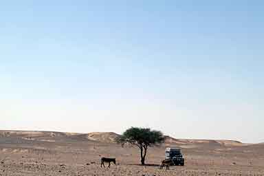 Donkeys, the desert and a tree