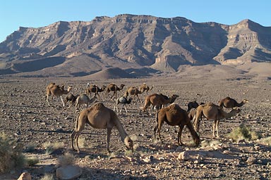 50 dromedaries