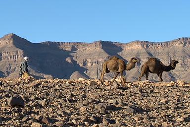 2 dromedaries and guardian