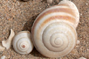 Marine Snails