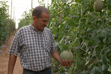 Melon plantaion