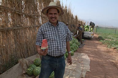 Alahman Abdelkabir's water melon platntation