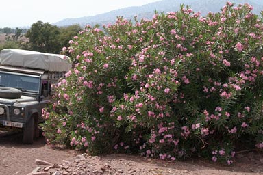 Wild Oleander in River Bed