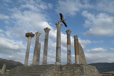 Volubilis and Stork