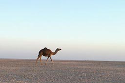 Western Sahara trip, the Tan-Tan page