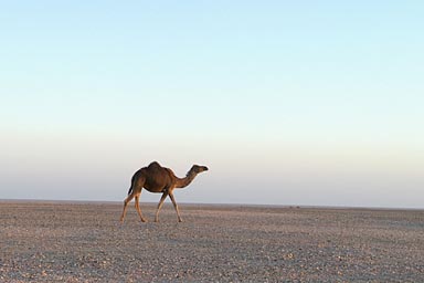 Dromedary in evening light