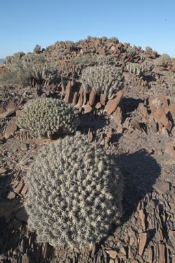 Hill top and cactuses