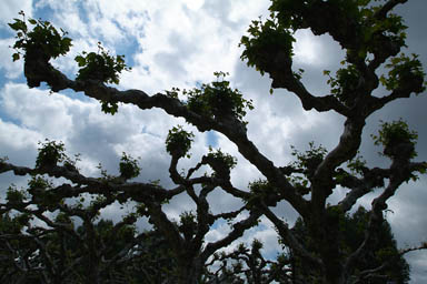 Trees in Bourgos