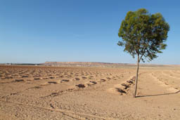 Eucalypthus plantation to Fuiguig