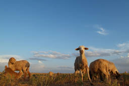 Sheep on road to Fuiguig