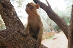 Ouzoud Monkey.