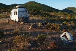 Sardinia/Sardegna, Hasna and the hogs.