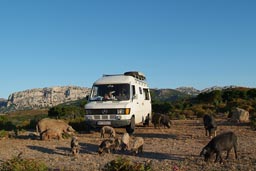 Sardinia/Sardegna, morning hogs around camp.