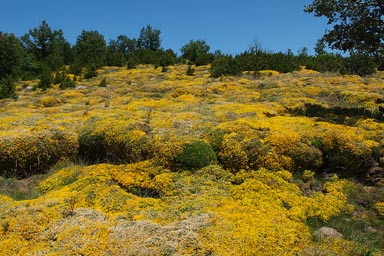 Gorse/Ginster.