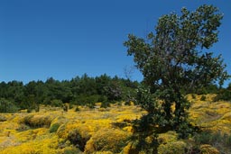 Gorse/Ginster blue sky.