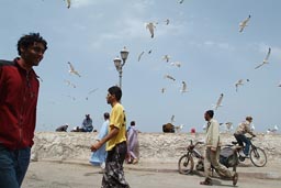 Essaouira, pier, sea gulls.