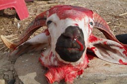Bloody mutton head.
