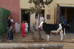 Cow at Aid el-Khebir. Eid al-Adha. Morocco.