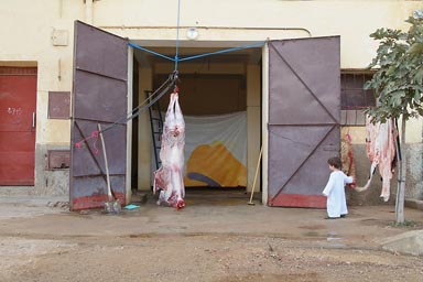 Daniel checking on cow's hide, skin hanging, grabbing tail. Some connections he cannot make. 