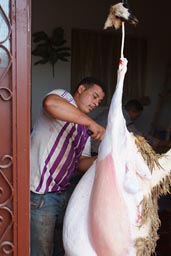 Skinning a sheep carcasse