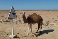 Camel and camel warning sign.