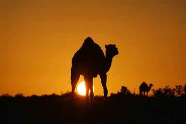 Trotting away in orange sunset. Camels in Western Sahara sunset.