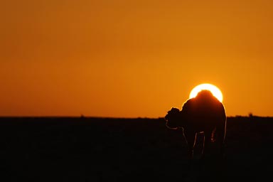 Camel in orange sky.