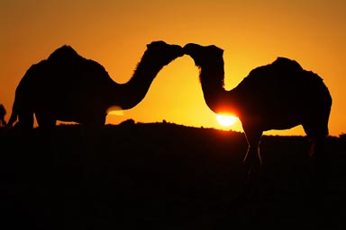Two camels kissing, kissing camels?