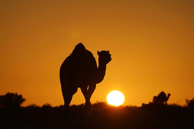 Camels in orange sun.