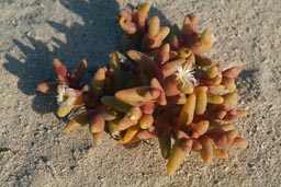 Red desert flowers.