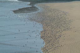 Beach and the water gull devide.