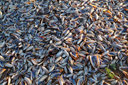 Shells, Western Sahara coast.