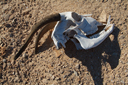 Skull of goat in desert.