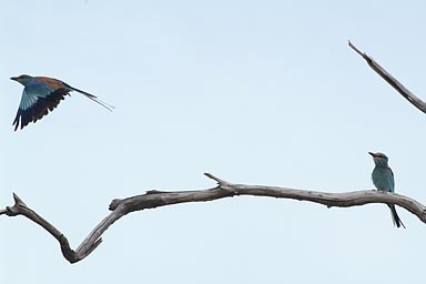 Tropical birds