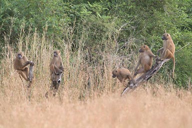 Monkeys, showing off